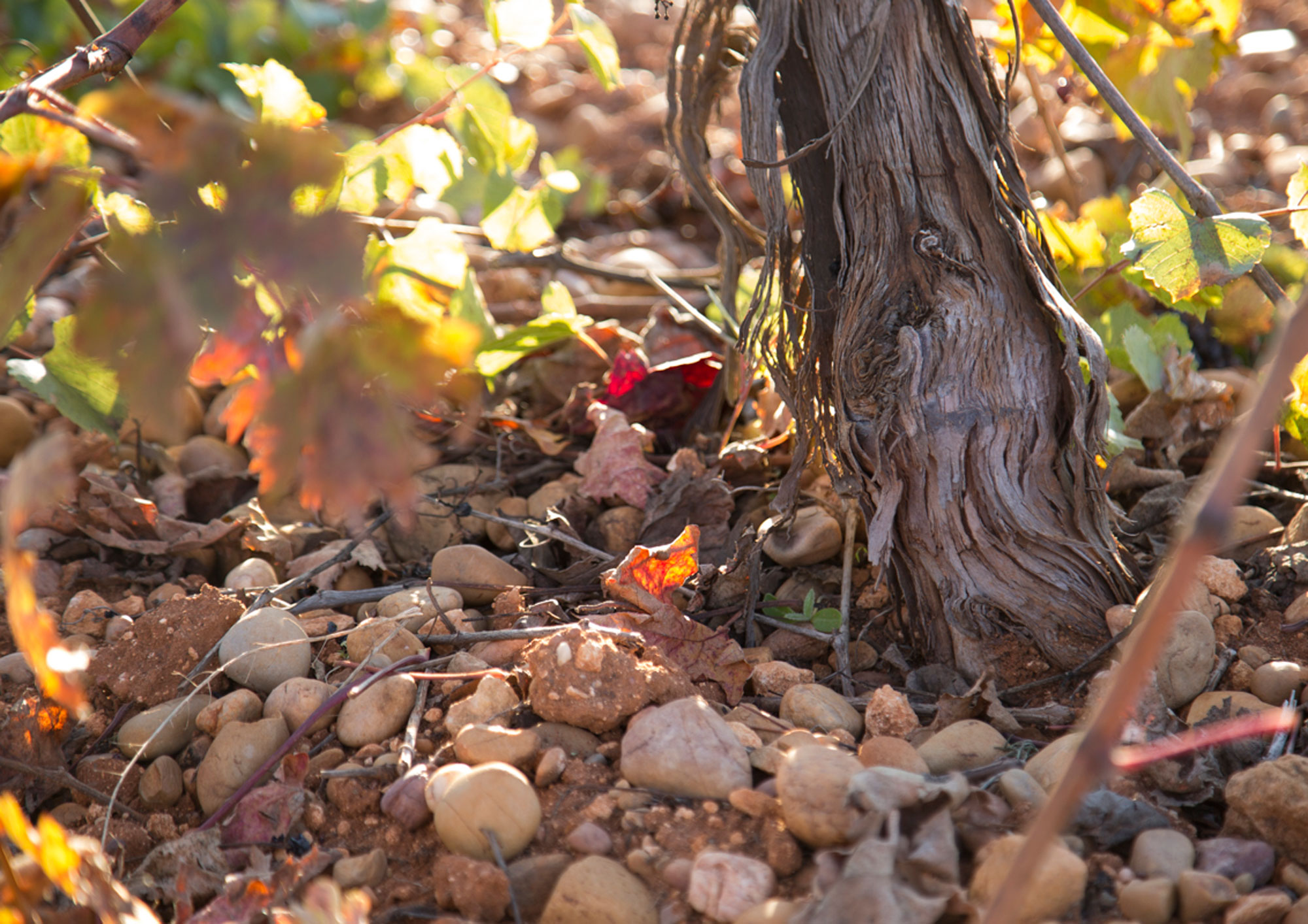 VITICULTURE ROOTED IN THE VALUES OF THE SOIL